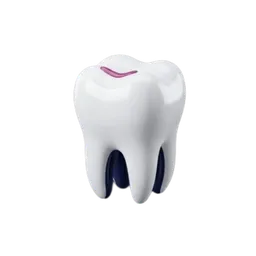 Molar 3D